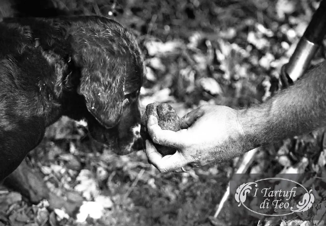 Tartufi di Teo – truffle dog searching for truffles in the woods, discovery in San Miniato.