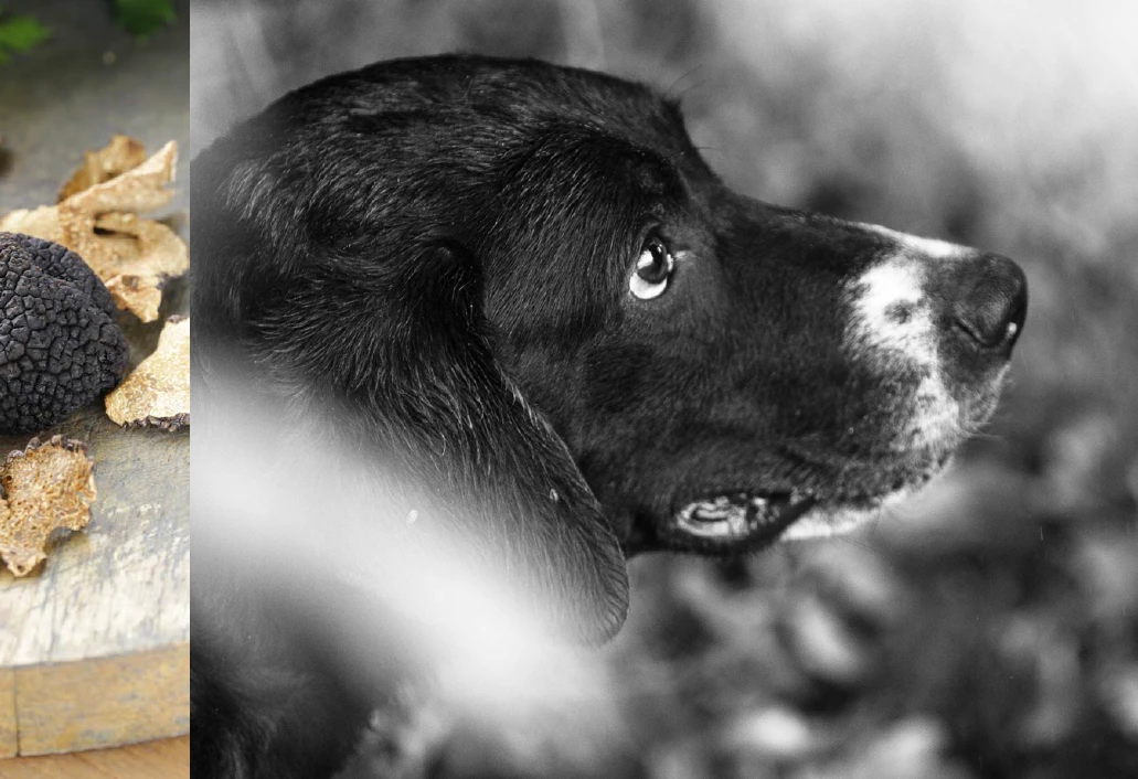 Truffle dog from the organic farm Tartufi di Teo, San Miniato
