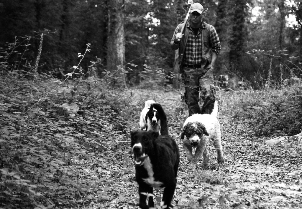 Truffle harvesting with three truffle dogs from the organic farm Tartufi di Teo, San Miniato